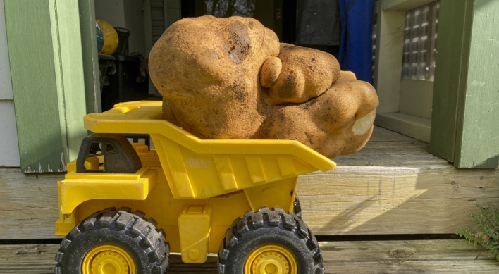 [Photo News] Monster spud could be largest potato in the world