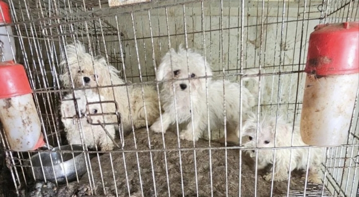 On the front line in the war against puppy mills in Korea