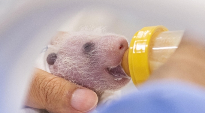 Everland releases photos of 12-day-old panda twins