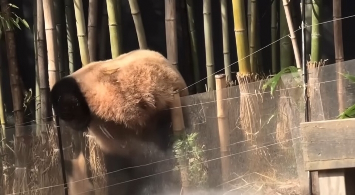 Everland grounds panda Fubao for trying to escape