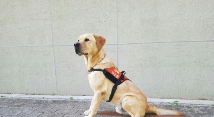 Hero rescue dog retires after a career of saving 9 lives