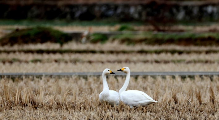 1st sighting of the rare tundra swan reported in Ulsan