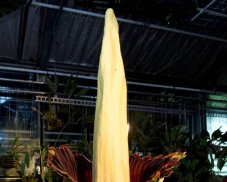 Smelly 'corpse flower' attracts visitors