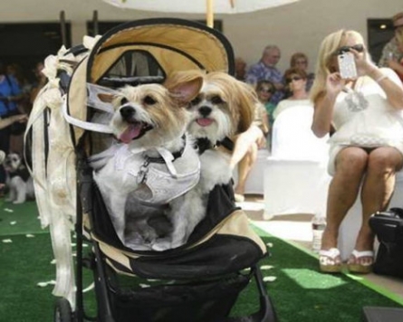 More than 100 turn out for dog wedding