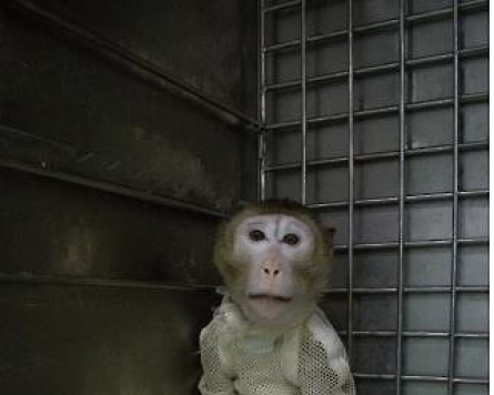 Monkey survives for record 51 days after pig-heart transplant