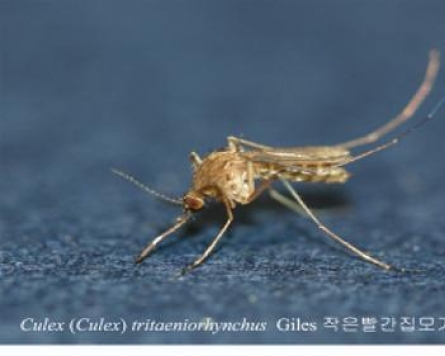 Gyeonggi confirms case of Japanese encephalitis