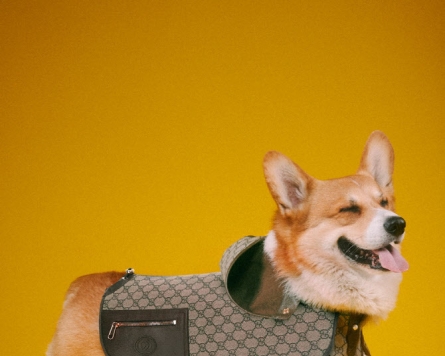From mini couches to feeding mats, Gucci launches pet collection