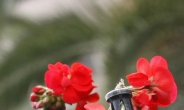<포토뉴스>총부리에 꽂힌 꽃