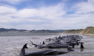 뉴질랜드서 해안서 107마리 고래 떼죽음