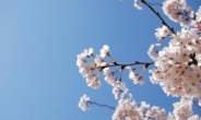 오사카 벚꽃축제 올해도 열린다...그런데