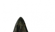 신생대 상어이빨 화석 발견…국내최대 크기 조스와 비슷