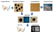 황우석 연구팀, 세계 최초 복제 코요테 생산 성공