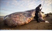 12m 괴물고래 사체 무더기 발견  ‘미스터리’