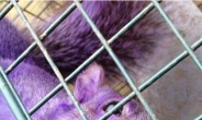 보라색 다람쥐…“잉크 카트리지 먹다가 변색?”