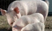 세계에서 가장 작은 10Kg짜리 초미니 돼지 등장