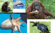 가장 영리한 동물 톱 5…침팬지-돌고래-오랑우탄-문어-까마귀