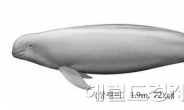 토종고래 ‘상괭이’ … 혼획시 신고,유통 간소화된다