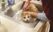 목욕하기 싫은 고양이 한국말로 “나갈래”