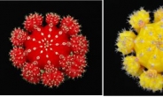농진청, 대형 접목선인장 新재배기술 개발