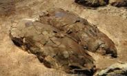 국내 최대 공룡알 둥지 화석 천연기념물 제535호 지정