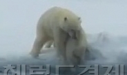 아기곰 구하는 북극곰 “귀여우면서도 뭉클한 명장면”