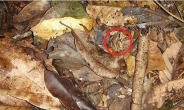 개구리 숨어있는 사진 “대단한 변장술”