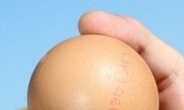 동그란 달걀 발견 “10억분의 1확률”
