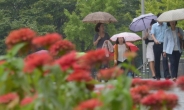 <포토뉴스> 꽃과 가을비 우산속