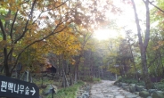 [테마있는 명소] 편백나무숲길 사이로 물든 단풍…보령 성주산자연휴양림