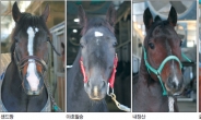 샌드짱·야호필승…차세대 국산 대표馬 가린다
