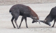 <포토뉴스> 청와대 사슴들의 싸움…신 - 구권력 정면충돌?