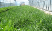 충북농기원, 화학비료 절감 수박 재배법 개발