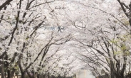 <김상수기자의 상수동 이야기3>상수동서 즐기는 벚꽃엔딩