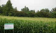 광동제약, 삼다수 이어 제주도와 협력 확대…2만평에 토종 옥수수 계약재배