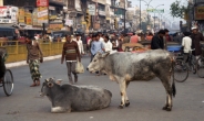 ‘힌두교의 상징’ 인도 길거리 소, 불법 도축 기승