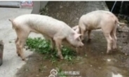 중국 지진 매몰 돼지 발견 “48kg→25kg 앙상해져”
