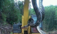 “길이 30m, 무게 300kg 초대형 뱀 잡혔다”