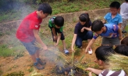 경북 다문초교, 밀사리 체험 행사 가져…보릿고개 시절 경험