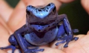 ‘성인 10명도 단번에…’ 맹독 가진 파란 개구리, 인공번식 성공