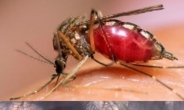 프랑스 파스퇴르 연구소, 모기가 무는 순간 영상 공개…“놀라운 유연성”