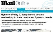 스페인 고래 떼죽음 “자연현상 혹은 집단자살? 원인은…”