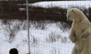 1m 앞 거대 북극곰, 귀여워 카메라 들이댔다…‘식겁’