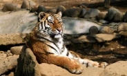 서울대공원 호랑이 참사는 ‘예고된 人災’