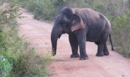 키 1.5m 미니 코끼리, 야생서 첫 발견…“보기엔 귀엽지만…”