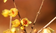 봄을 재촉하는 ‘납매’, 노란꽃 개화로 남쪽 소식을 전하다