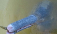 신종 돌고래 발견, 온몸이 푸른빛에 긴 주둥이…정체 알고보니?