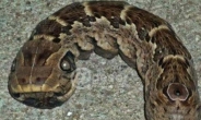 괴상한 무척추동물 발견 “눈 3개 가진 지렁이-뱀…독은?”