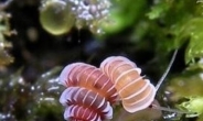 신종 보석 달팽이, 알록달록 빛나는 등껍질…“신비롭네”