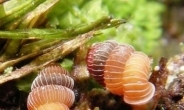신종 보석 달팽이 “숲에서 발견한 보석…2014년이면 멸종”