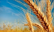 국제 밀값 ‘우크라 공포’…한달새 20% 폭등